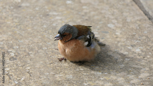 Common chaffinch sick with Trichomonosis Fat finch UK
