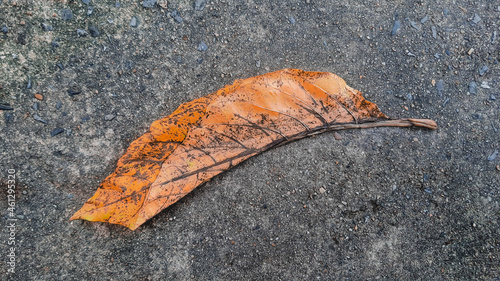 orange leaves
background
leaf
dry leaves