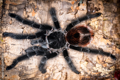 Argentinian black tarantula Grammostola iheringi