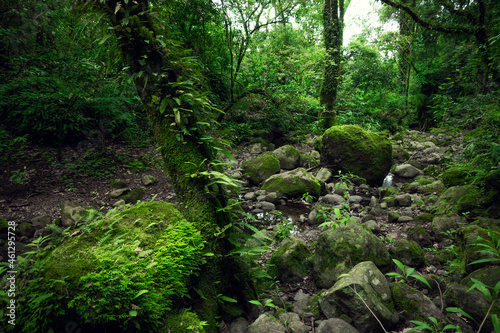 Beautiful tropical forest. Trees textures in humid green forest. Sustainable tourism concept. Hike in the green forest. Trekking concept. Amatlán, Mexico