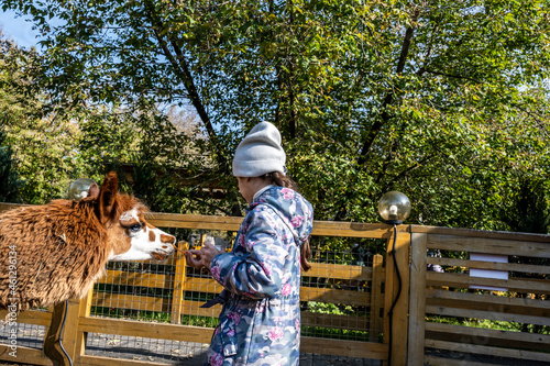 girl feeding alpacas with fruit in the paddock of the petting zoo 