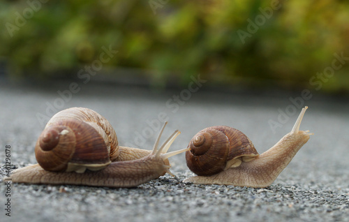 group of 3 helix snails going on an adventure, escargots exploring the world