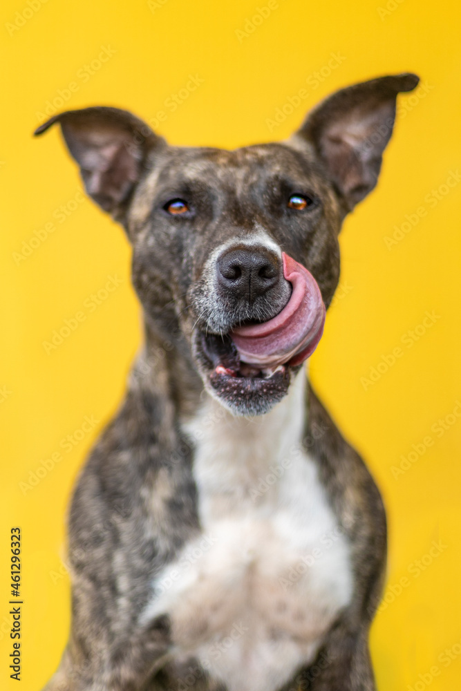 portrait of pitbull with tongue out on yellow background
