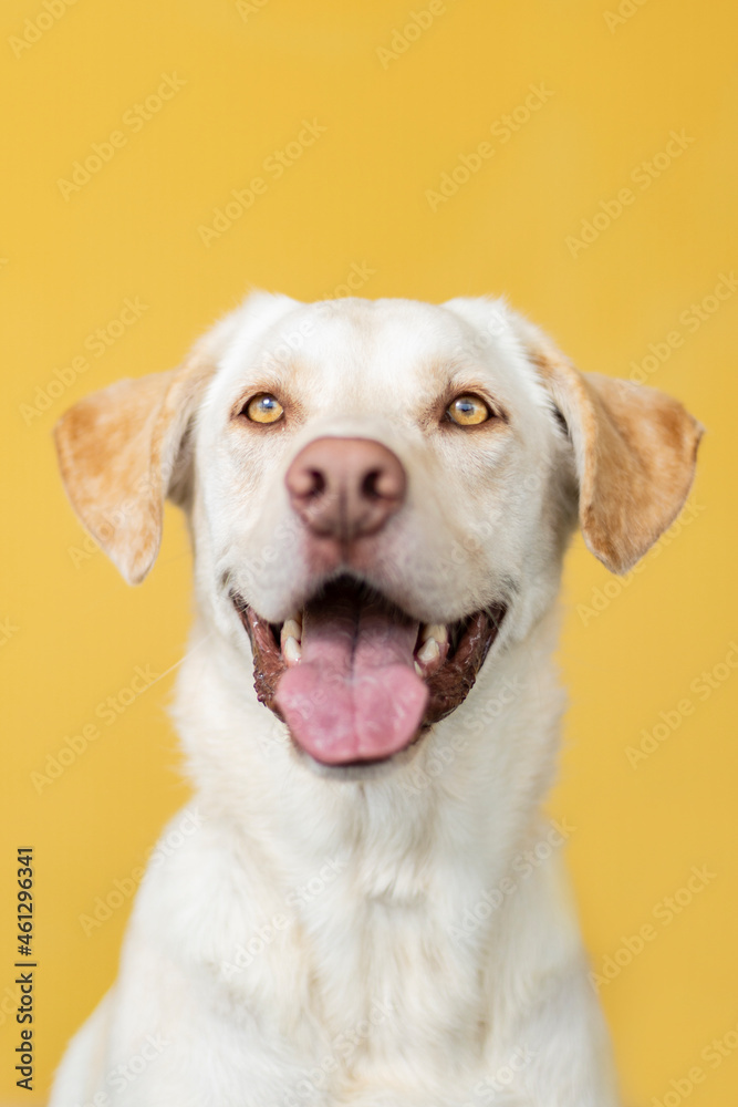 portrait of labrador dog on yellow background

