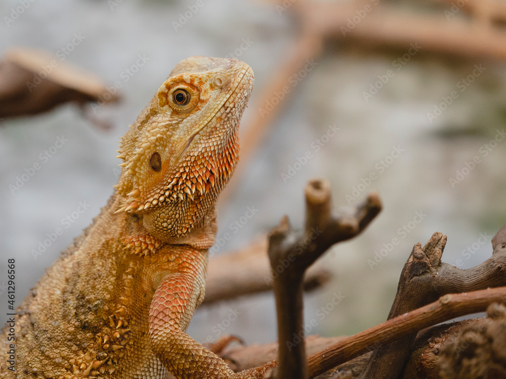 Fototapeta premium Lagarto atento a su presa