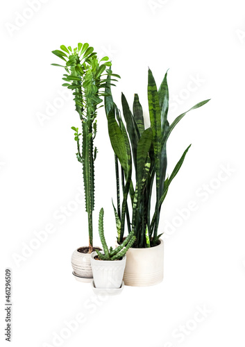 Potted succulents  Euphorbia trigona  Huernia and Sansevieria 