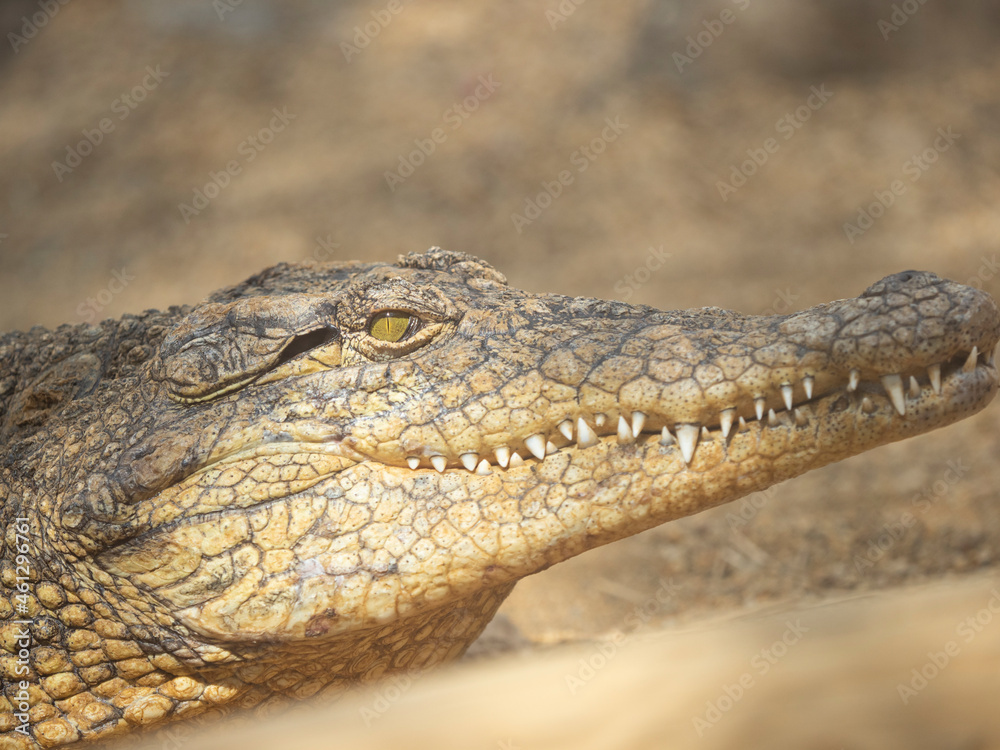 Obraz premium Cocodrilo obsevrvandonos mientras lo captamos con dientes afilados y sigiloso