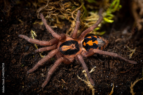 Pumpkin patch tarantula hapalopus formosus