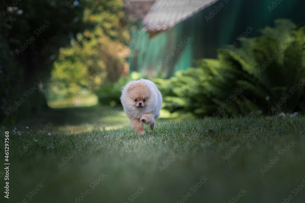 A handsome thoroughbred Pomeranian Spitz is having fun on the grass in the village. A handsome thoroughbred Pomeranian Spitz is having fun on the grass in the village.