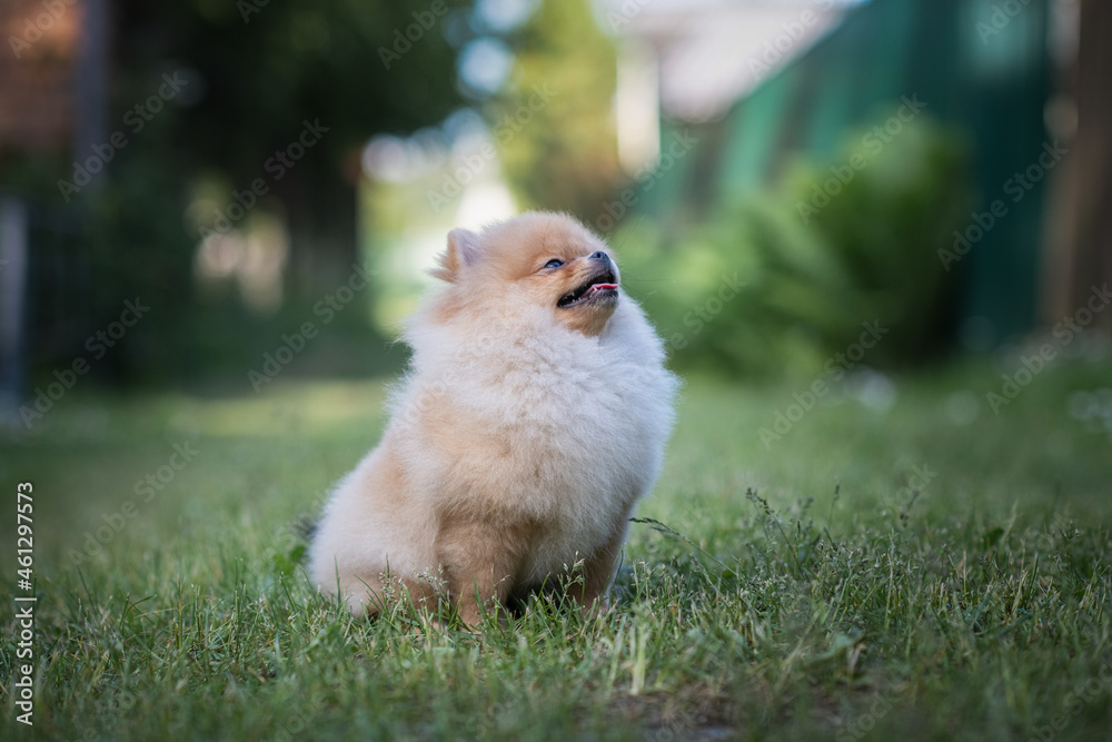 A handsome thoroughbred Pomeranian Spitz is having fun on the grass in the village.