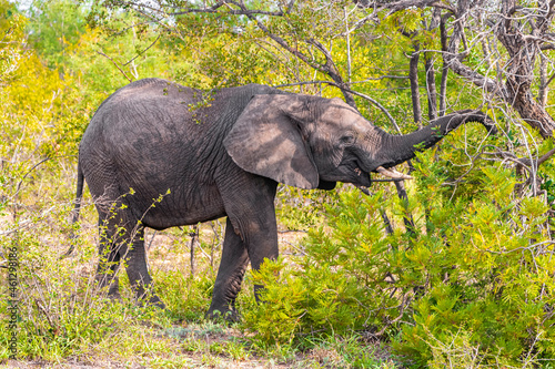 Big FIVE African elephant Kruger National Park safari South Africa.