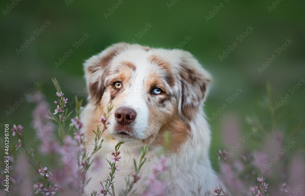 australian shepherd portrait of a dog