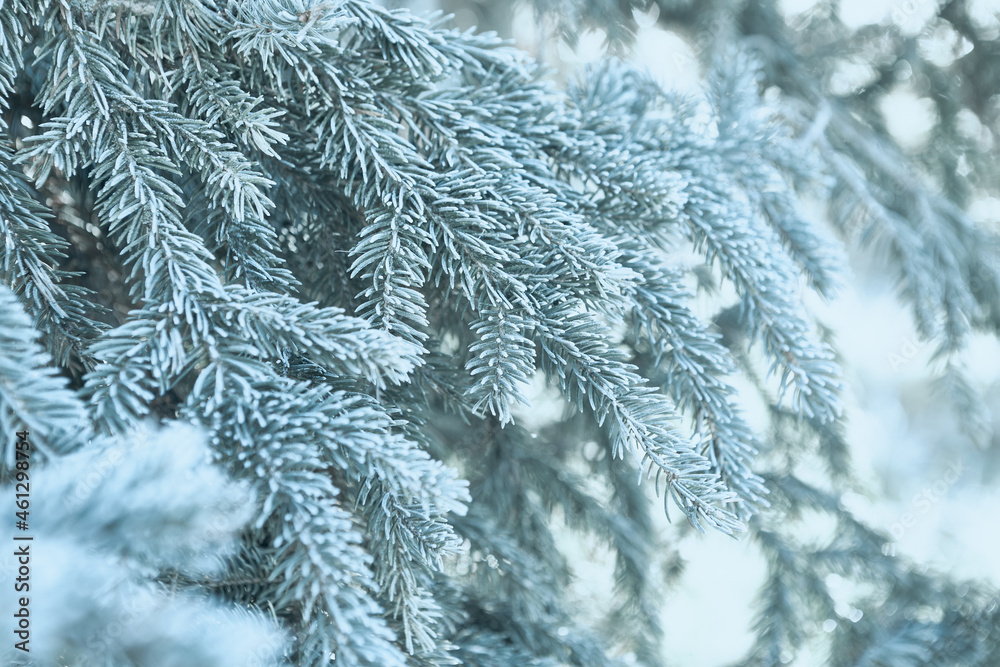 Beautiful silver spruce branches with hoarfrost. Close-up. Winter scene. Christmas background