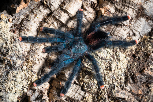 Guyana pinktoe tarantula Avicularia avicularia photo