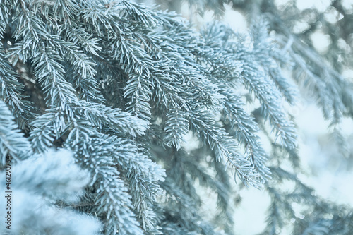 Beautiful silver spruce branches with hoarfrost. Close-up. Winter scene. Christmas background © B.G. Photography