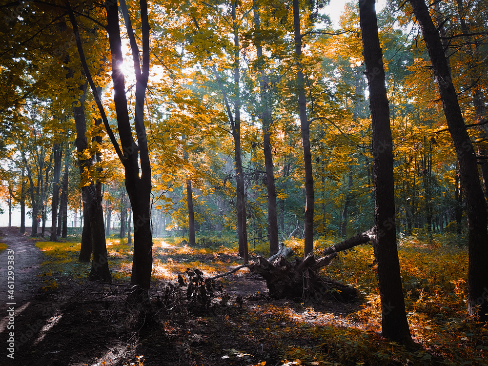 Autumn morning sun in the forest. Yellow leaves on trees in woodland. Atmospheric forest in orange tones. Autumn morning sun in the forest. Yellow leaves on trees in woodland. Atmospheric forest in orange tones.
