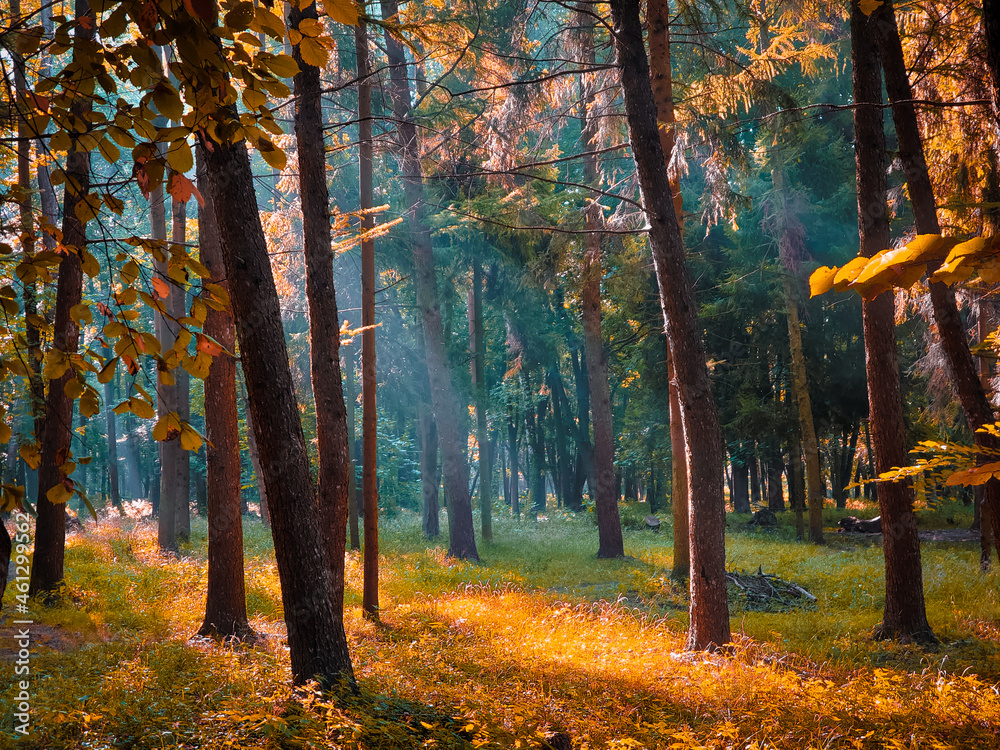 Fototapeta premium Autumn morning in the forest. Yellow leaves on trees in woodland. Beautiful nature for background. Fall colors in the woods. 