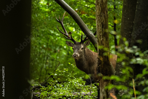 Fototapeta Naklejka Na Ścianę i Meble -  The Red Deer (Cervus elaphus) stag during the rutting season. The Bieszczady Mts, carpathians, Poland.