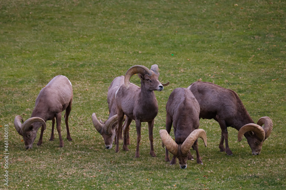 Obraz premium Rams herd in the wild