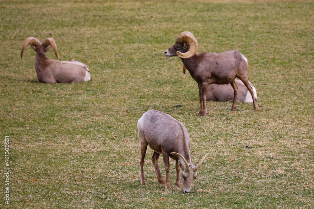 Fototapeta premium Rams herd in the wild