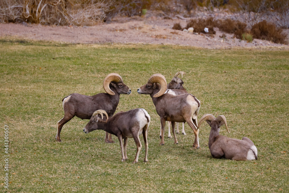 Fototapeta premium Rams herd in the wild