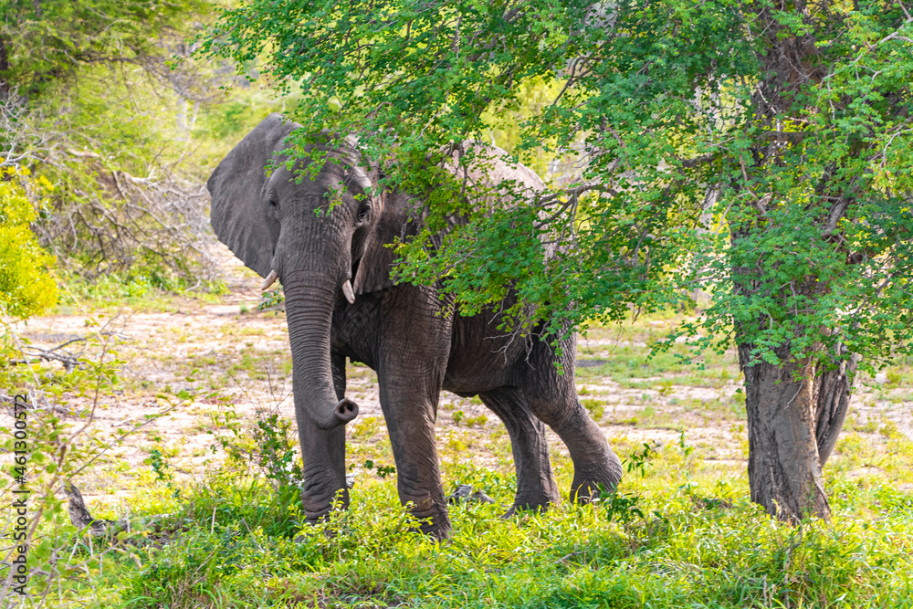 Fototapeta premium Big FIVE African elephant Kruger National Park safari South Africa.
