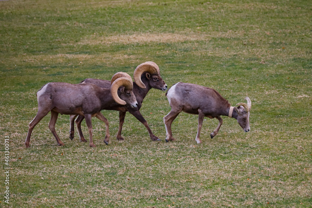 Obraz premium Rams herd in the wild