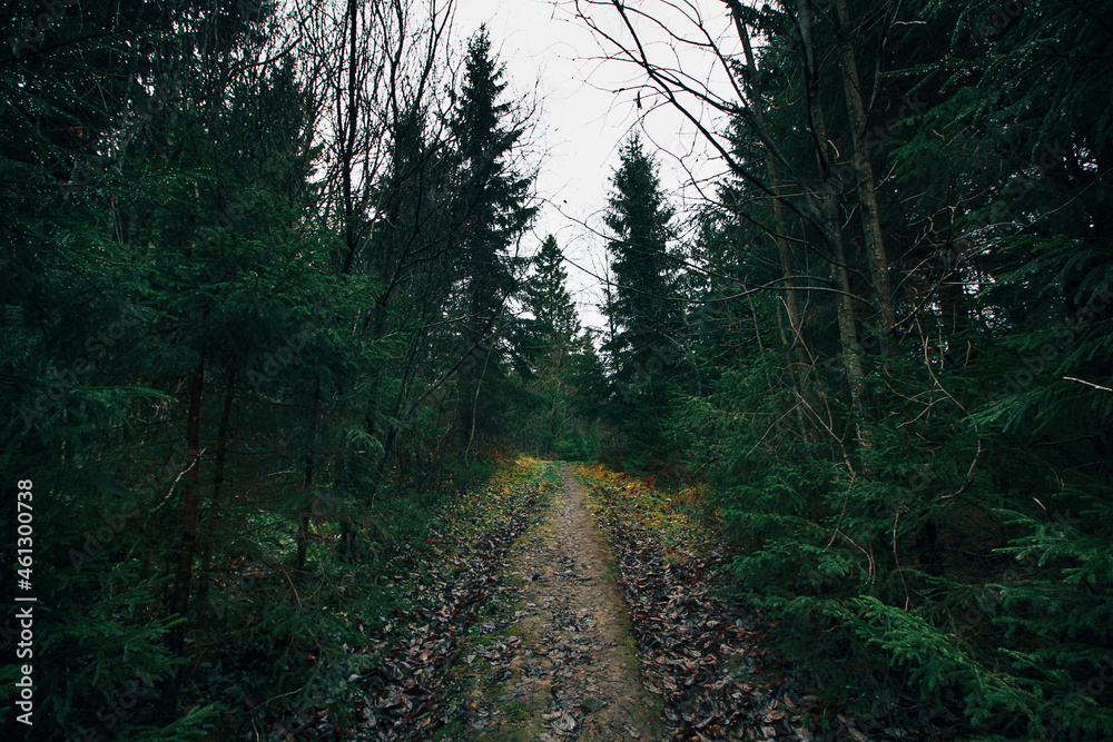 Fototapeta premium footpath in the forest