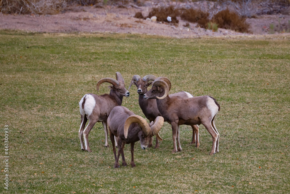 Rams herd in the wild Rams herd in the wild