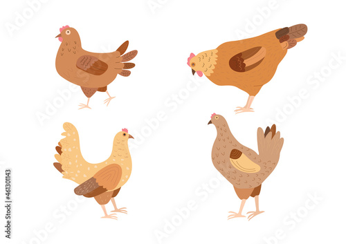 Set of domestic chickens isolated on white background