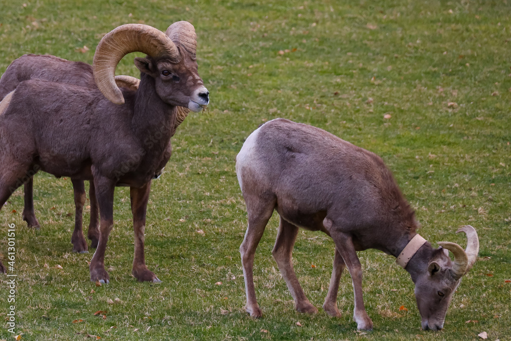 Male and female rams in the wild
Male and female rams in the wild