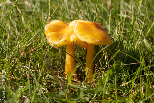 2 Orange gelbe Pilze auf einer Wiesee