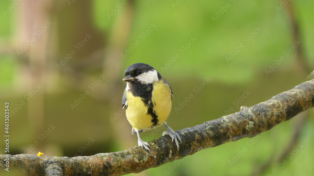 Great Tit sitting on a branch in a wood in the UK Great Tit sitting on a branch in a wood in the UK