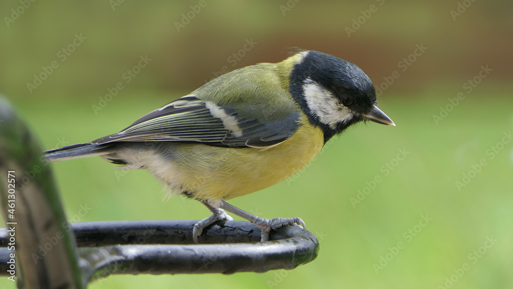 Fototapeta premium Great Tit sitting on a fence UK