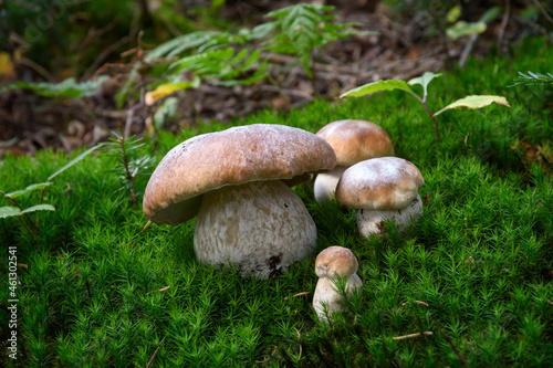 Group of beautiful boletus mushrooms growing in a green moss in the forest. Concept of natural and organic nutrition.