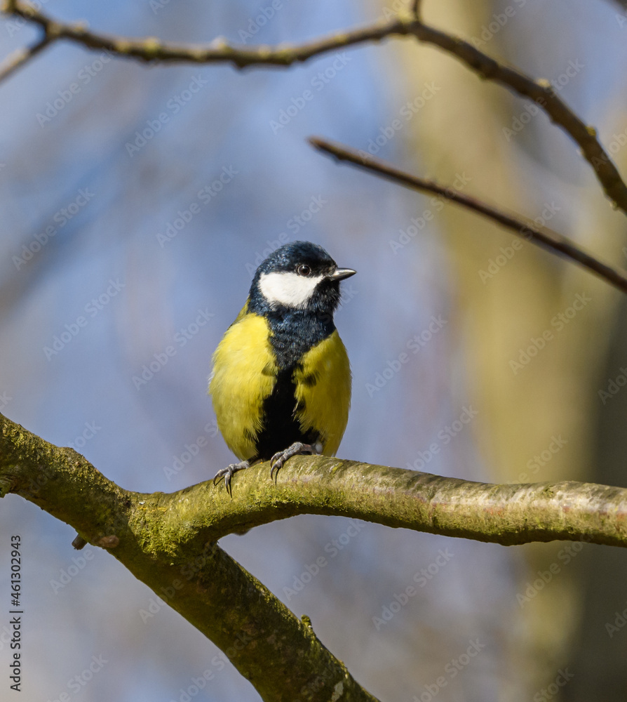 great tit (Parus major) bird on branch great tit (Parus major) bird on branch