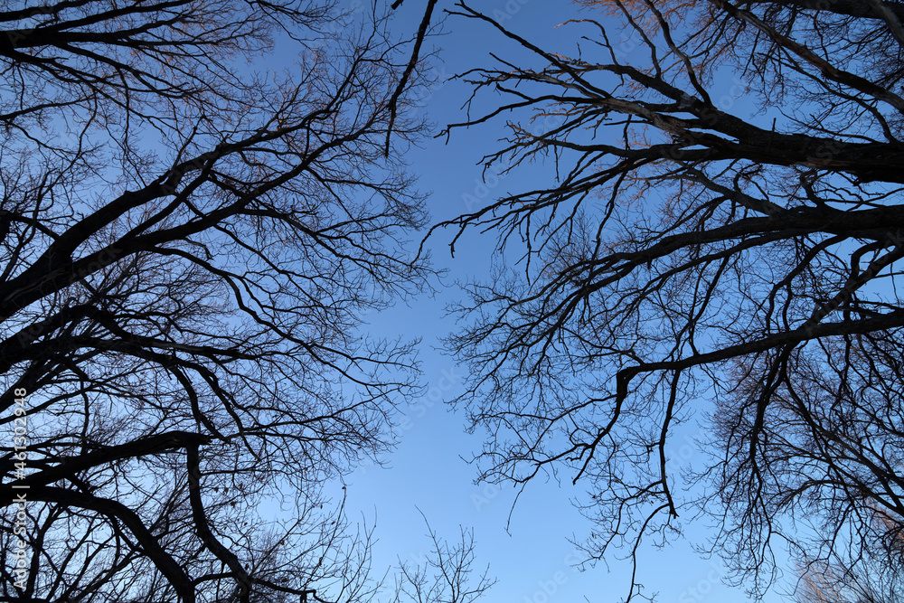 Dry tree branches against blue sky. Billet for Holiday Halloween. Dry tree branches against blue sky. Billet for Holiday Halloween.