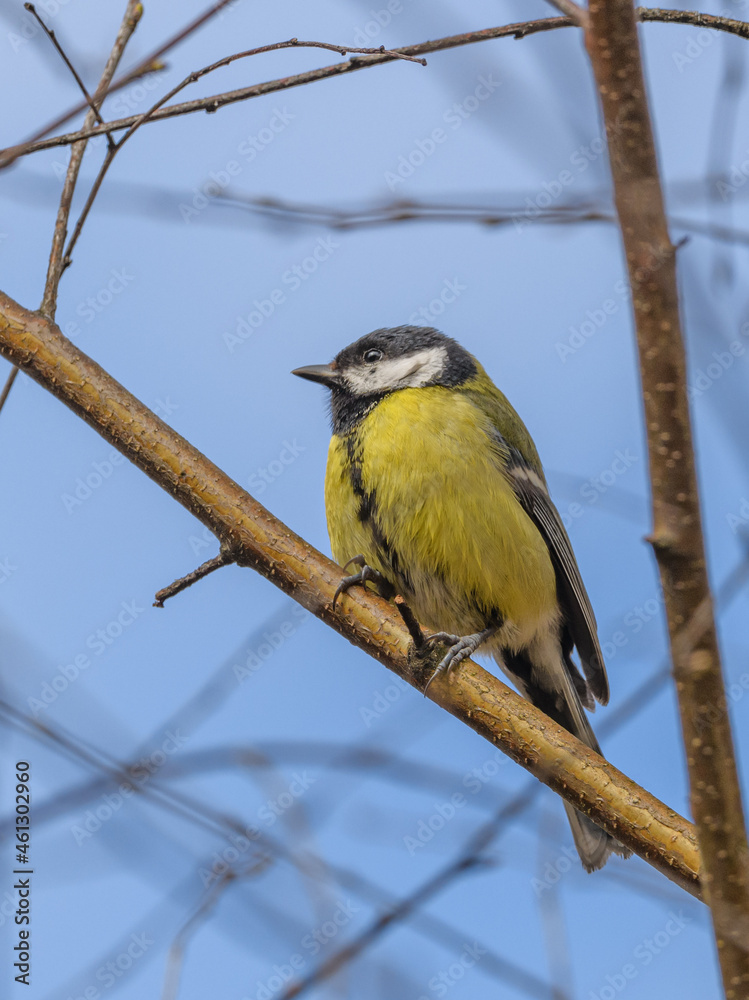 Fototapeta premium great tit (Parus major) bird on branch