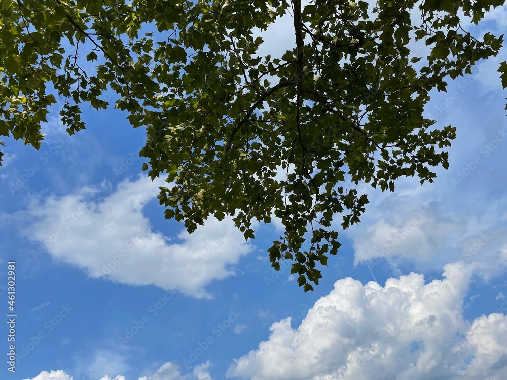 Obraz premium cloud tree