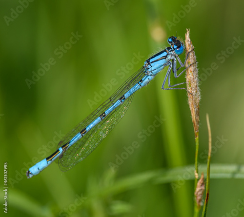common blue damselfly, or northern bluet (Enallagma cyathigerum) on grass