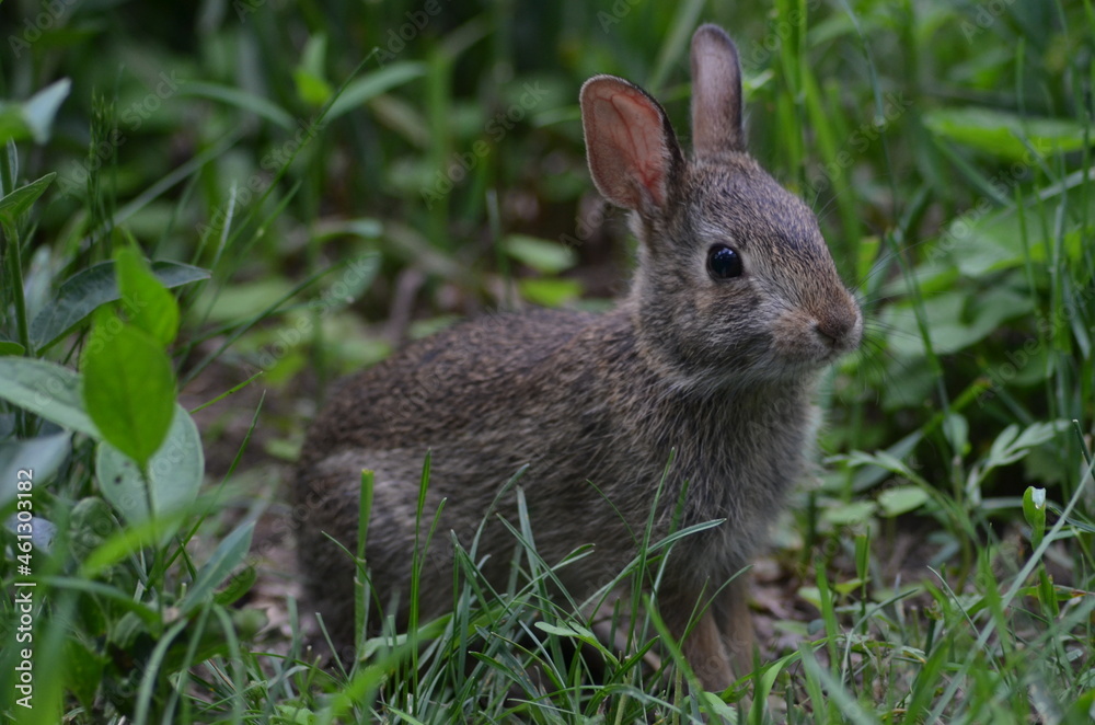 Obraz premium rabbit in the grass.2