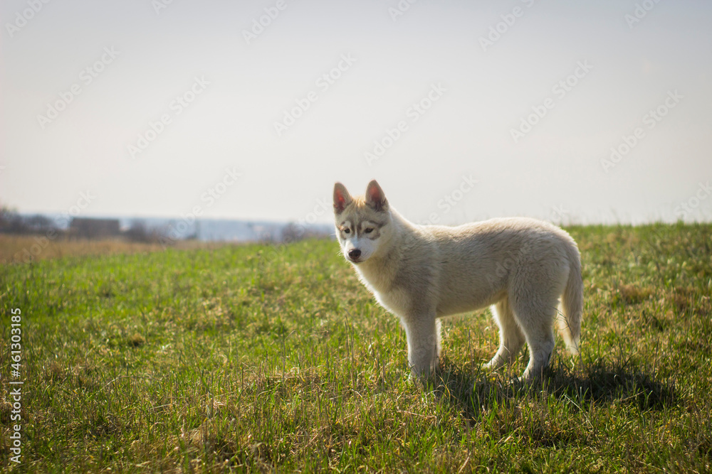 Obraz premium siberian husky puppy