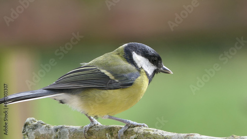 Great Tit sitting on a branch in a wood in the UK © peter