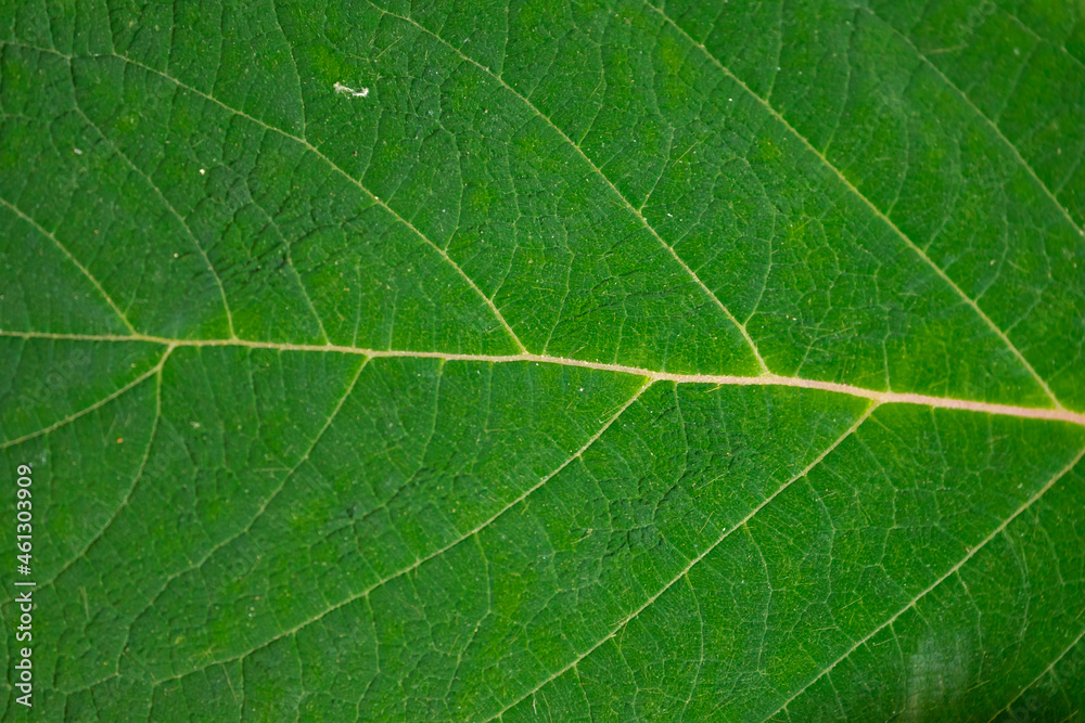 Selective focus of green leave with detail of pattern, Stripes or line on leaf, Greenery nature texture background, Can be used as backdrop for display or montage your products. Selective focus of green leave with detail of pattern, Stripes or line on leaf, Greenery nature texture background, Can be used as backdrop for display or montage your products.