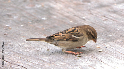 House Sparrow feeding at a seed feeder at bird table