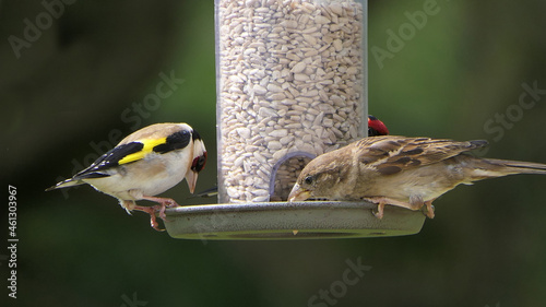 House Sparrow feeding at a seed feeder at bird table in UK © peter