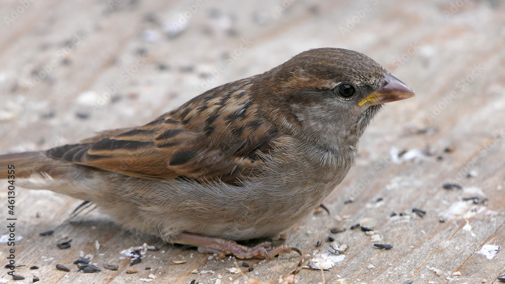 House Sparrow feeding at a seed feeder at bird table House Sparrow feeding at a seed feeder at bird table