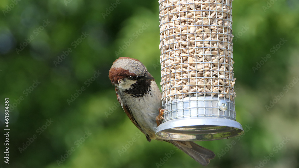 Naklejka premium House Sparrow feeding at a seed feeder at bird table