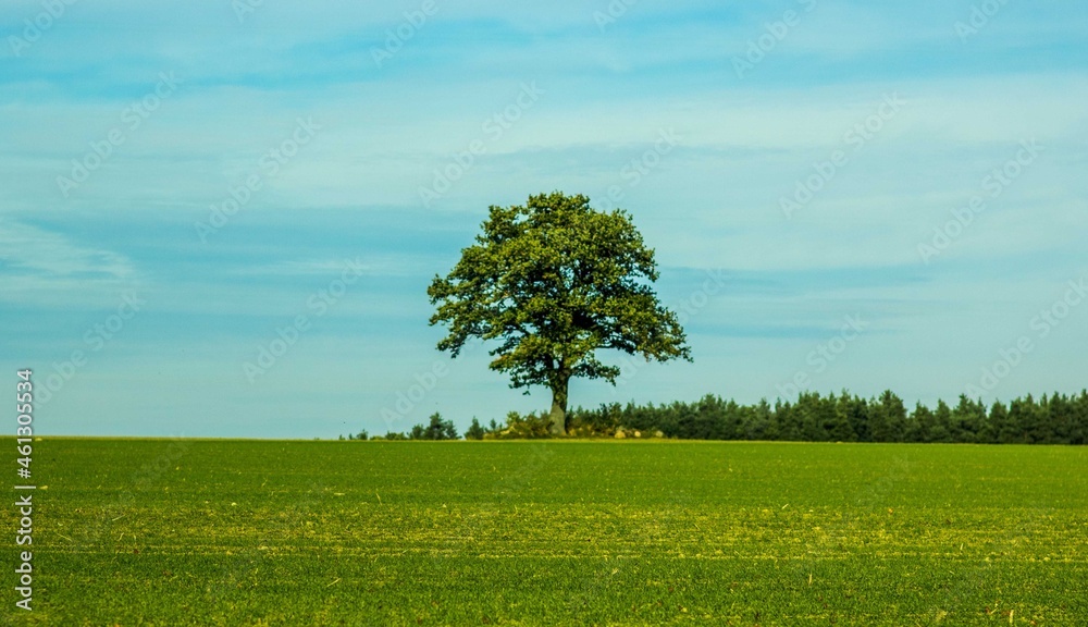 Samotna sosna
