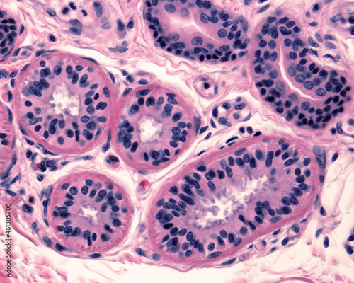 Human eccrine sweat gland. Secretory unit photo